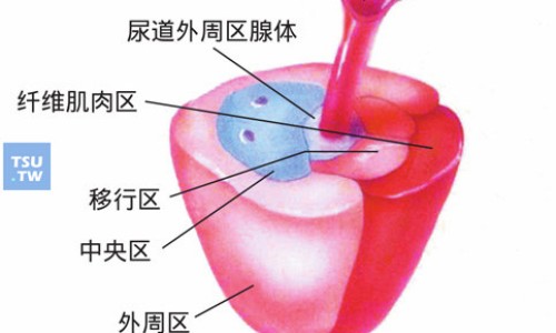 硫酸软骨素钙胶囊的副作用-硫酸软骨素对关节痛有效果吗、硫酸软骨素加钙片的功效和作用 -硫酸软骨素钙对关节的功效是网